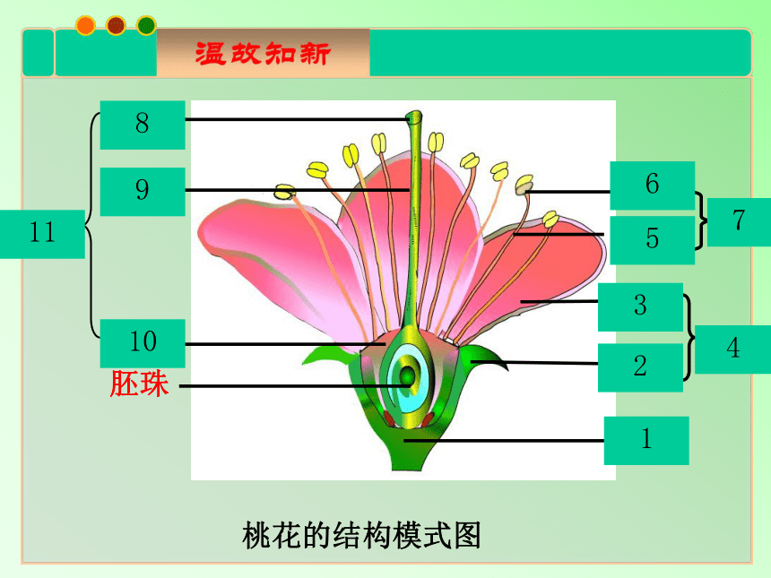 苏科版八上生物 19.1植物的生殖 课件(共26张PPT)