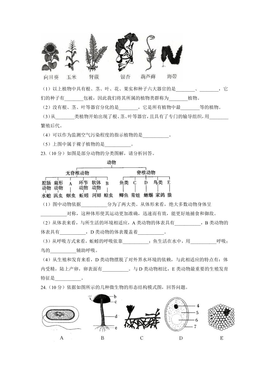 2021-2022学年苏教版生物八年级上册期末复习测评卷A卷（word版含解析）