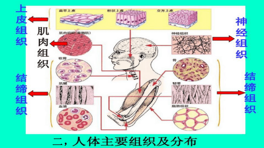 北师大版生物七年级上册 4.1 细胞分化形成组织 课件（共12张PPT）