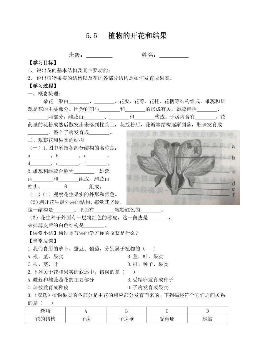 苏教版生物七年级上册5.5   植物的开花和结果导学案（无答案）