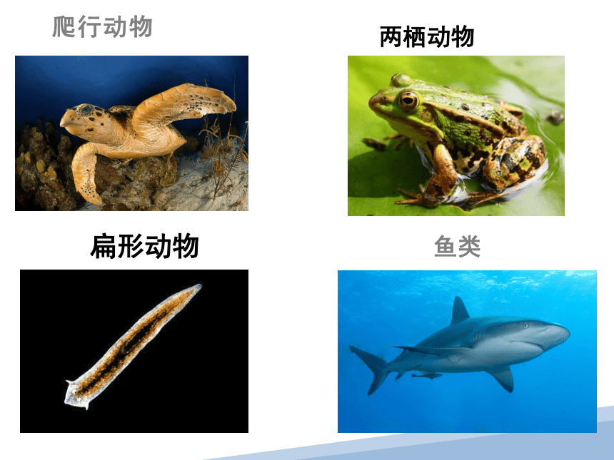 5.10.1 水中的动物 课件(共21张PPT)七年级生物下册苏科版