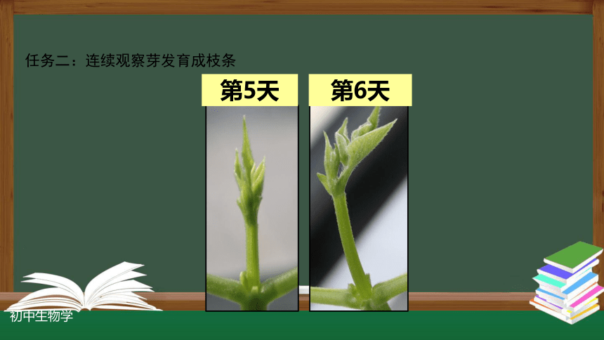 3.2.2 植株的生长-课件(共30张PPT)