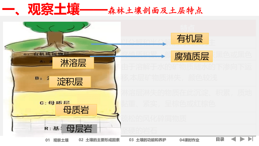 5.2土壤（共50张ppt）