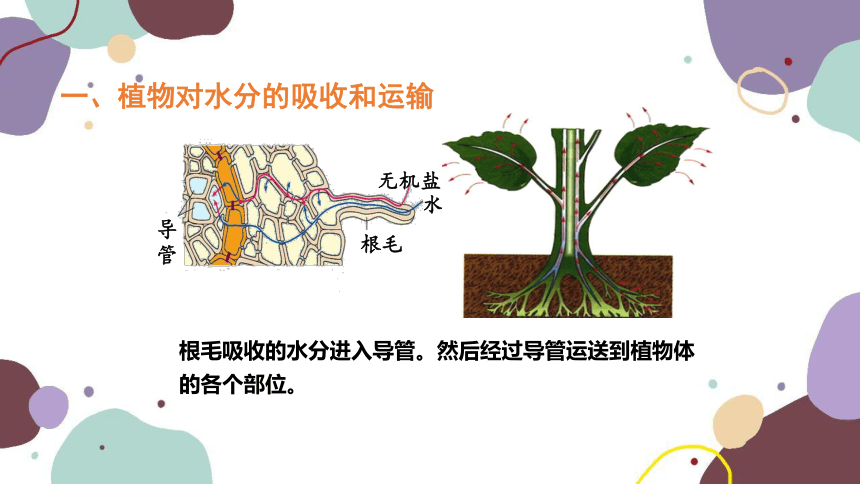 人教版生物七年级上册 3.3绿色植物与生物圈的水循环课件(共39张PPT)