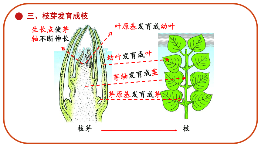 苏教版七年级生物上册 2022-2023学年 3.5.4 植物茎的输导功能 课件 (共44张PPT)