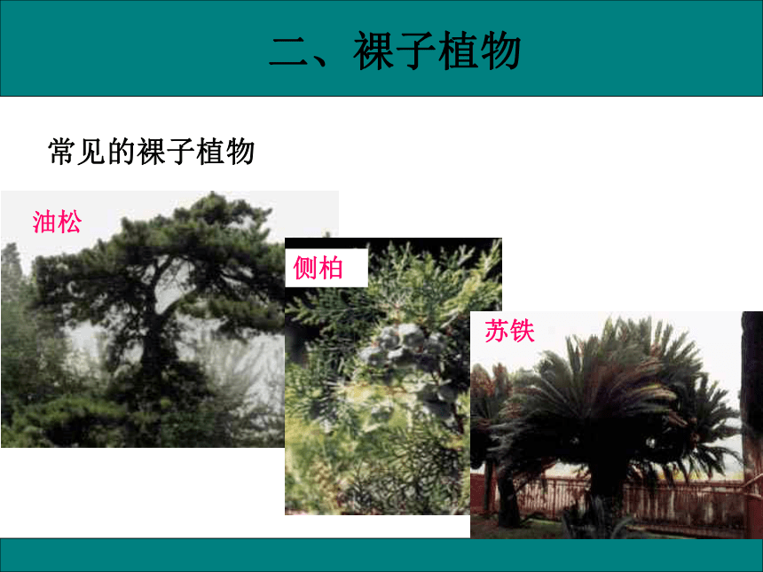 初中生物人教版七年级上册3.1.2种子植物（第二课时）课件(共21张PPT)