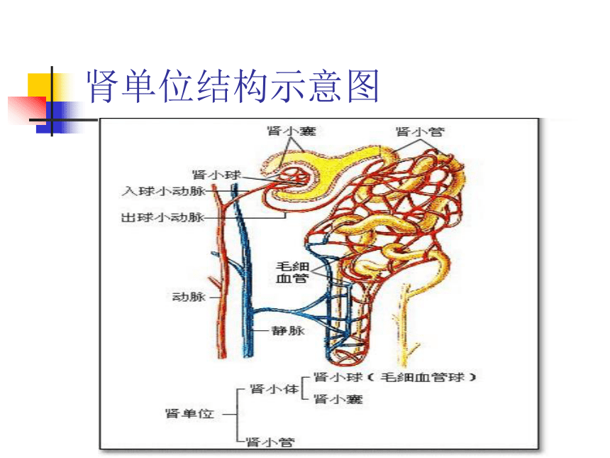 苏科版八年级上册生物 15.2人体内废物的排出 课件（22张PPT）