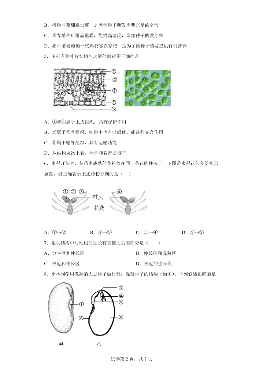 北师大版生物七年级上册 3.6 绿色开花植物的生活史 练习题（含解析）