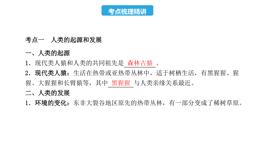 第四单元  第一章  人的由来-2023年中考生物复习课件（人教版）(共18张PPT)