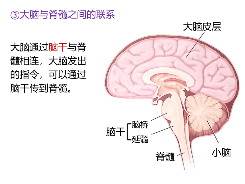 生物人教版（2019）选择性必修1 2.4 神经系统的分级调节（共27张ppt)