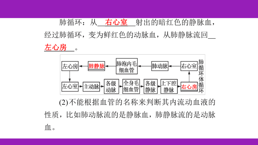 2023浙江中考一轮复习 第7课时 人体的物质和能量转换（二）（课件 60张ppt）