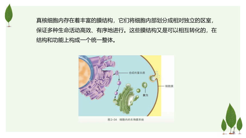 2.5 细胞在结构和功能上是一个统一整体课件（34张ppt）-高一生物学（浙科版2019必修1）