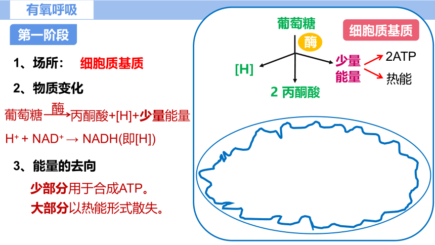 5.3细胞呼吸的原理及应用（第2课时）（课件共22张PPT）