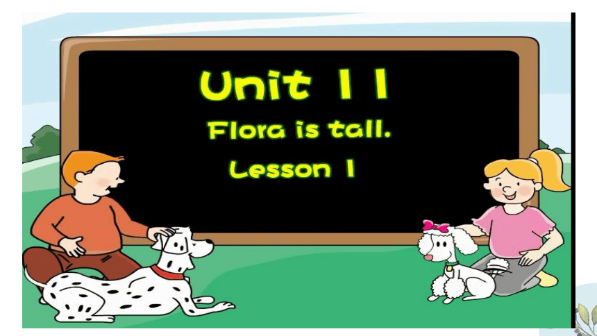 Unit 11 Flora is tall. 课件(共41张PPT)