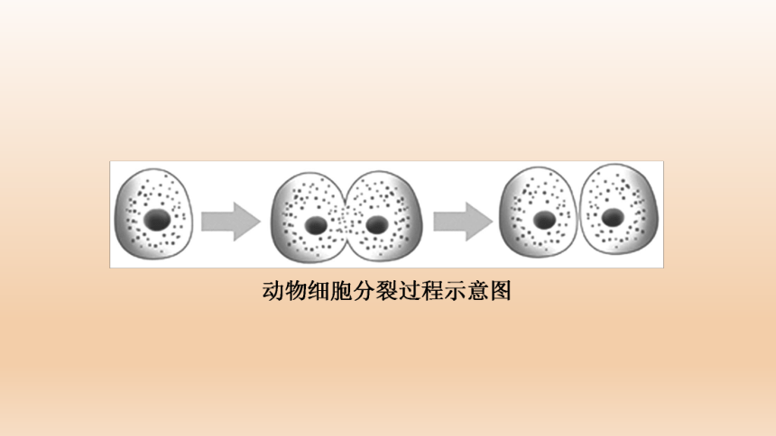 2023年人教版七年级生物上册复习专题★★第二章　细胞怎样构成生物体(共44张PPT)