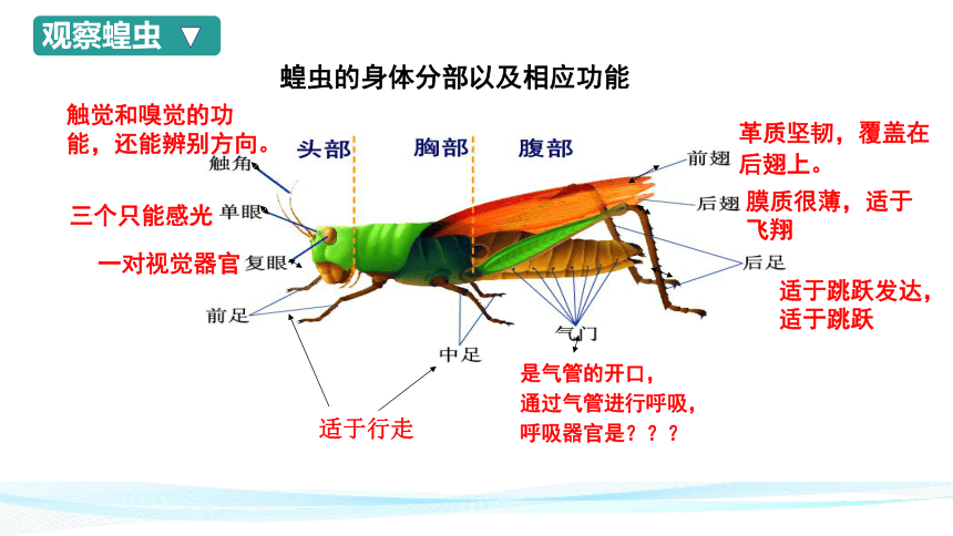 12.2 昆虫（课件）七年级生物下册（苏科版）（共43张PPT）