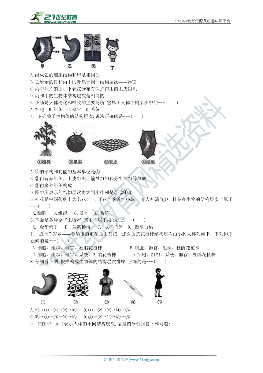 2.3生物体的结构层次（3） 同步学案（含解析）