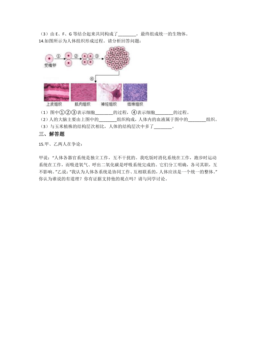 2.3生物体的结构层次 同步练习（含解析）