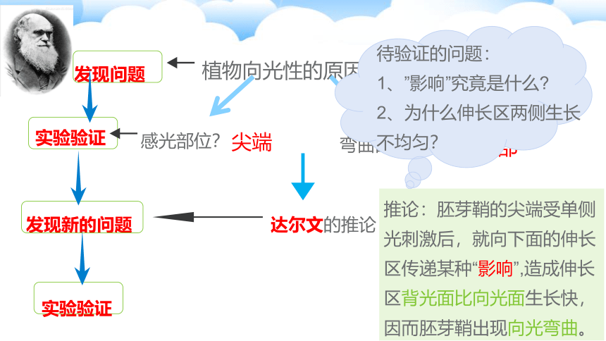 5.1 植物生长素 课件（35张ppt）