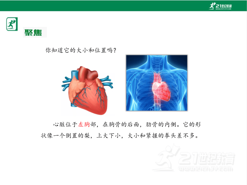 4.3 心脏和血液 课件（32张PPT)