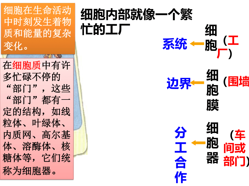 2021-2022学年高一上学期生物人教版（2019）必修一3.2细胞器之间的分工合作  课件 （20张ppt）