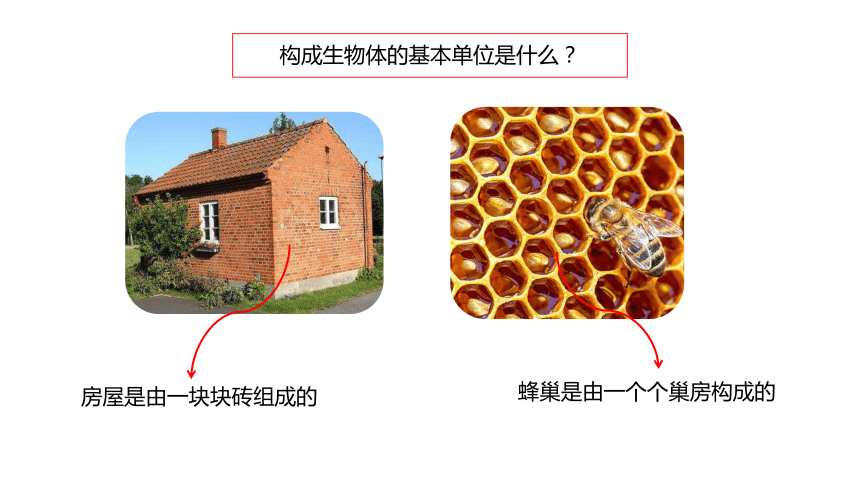 青岛版（六三制2017秋） 六年级上册1.1.细胞（含练习）课件(共14张PPT)