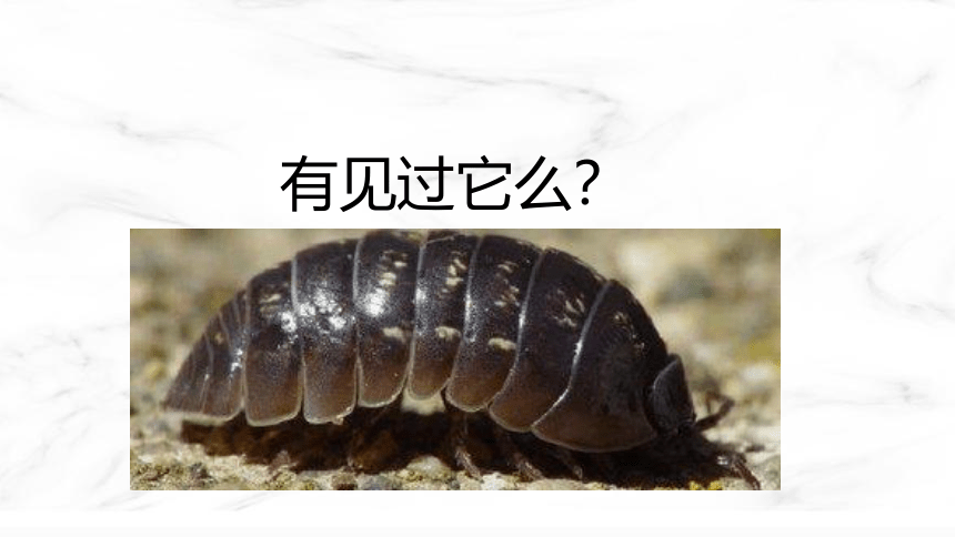 冀少版生物八年级下册7.1.1.1非生物因素对生物的影响  课件（共24页PPT）