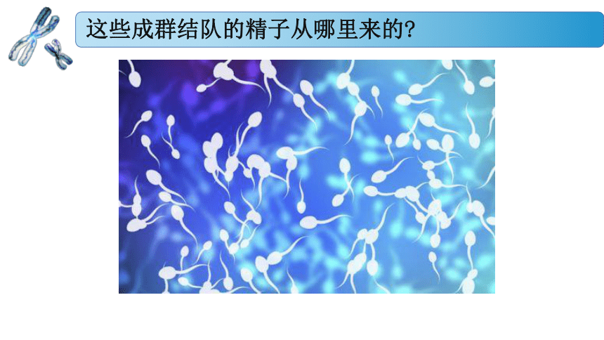 1.1.1 减数分裂产生精子或卵细胞课件(共27张PPT) 高一生物（苏教版2019必修2）