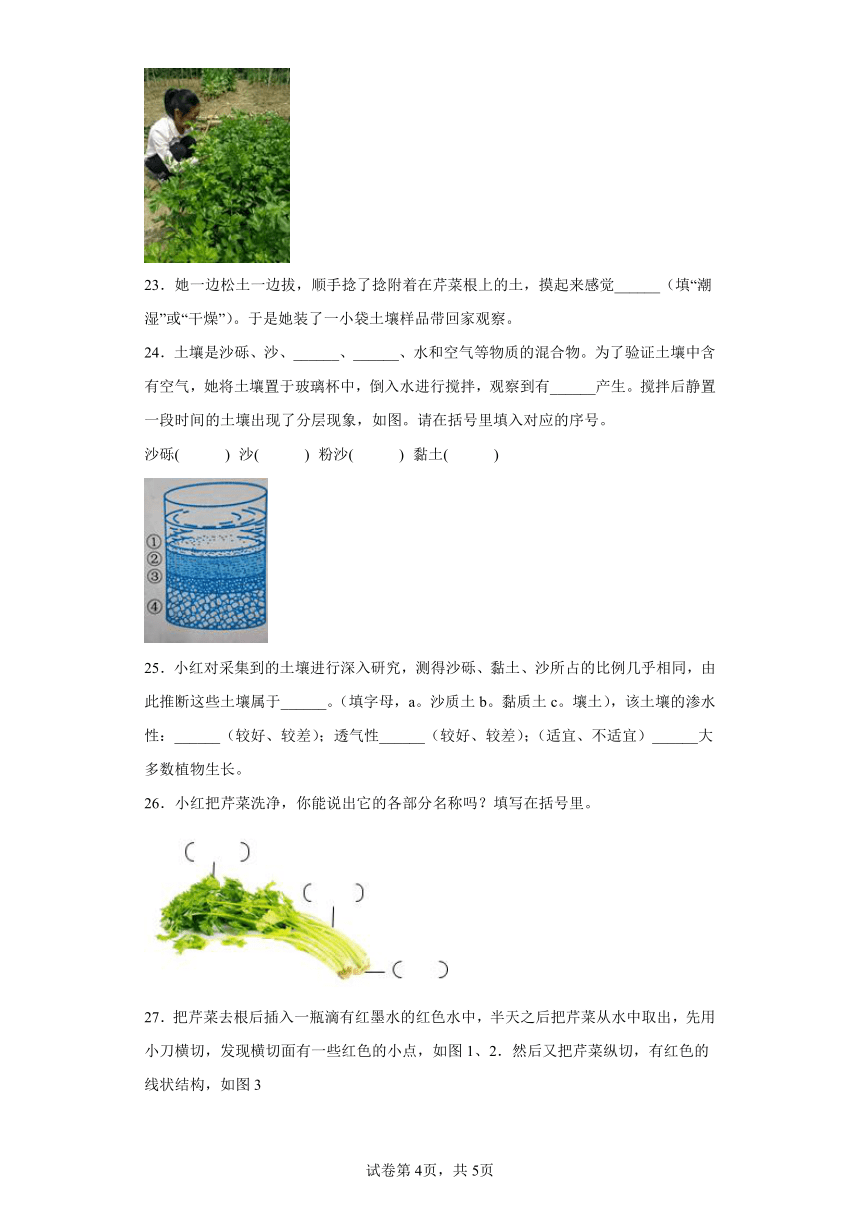 冀人版（2017秋） 四年级下册第二单元 植物的生长与繁殖 同步练习 （含答案）