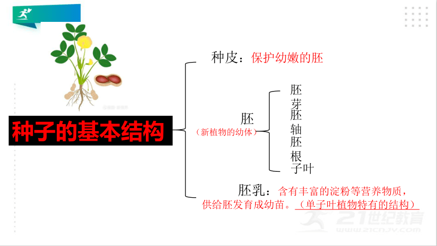 3.1.2 种子植物 课件（共24张PPT）