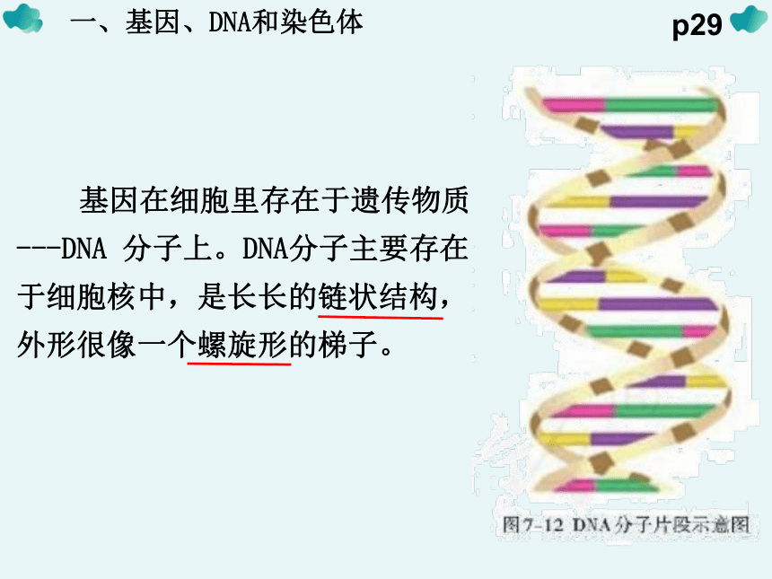 7.2.2 基因在亲子代间的传递课件（43张PPT）2022--2023学年人教版生物八年级下册