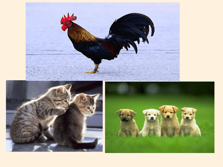 7 可爱的动物课件(共29张PPT)