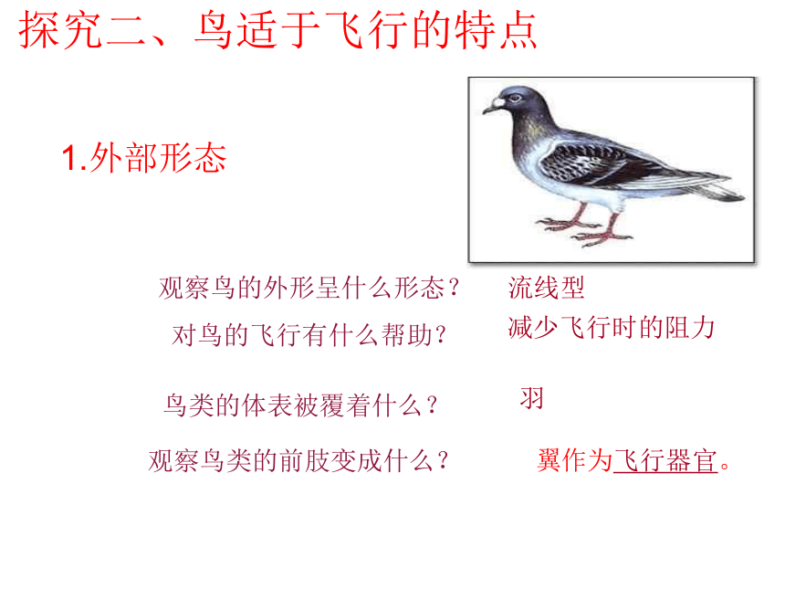 5.1.6鸟课件(共18张PPT) 人教版生物八年级上册