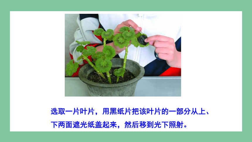 2.1.3 绿色植物的光合作用 （第1课时）课件(共21张PPT)2023-2024学年初中生物济南版七年级上册
