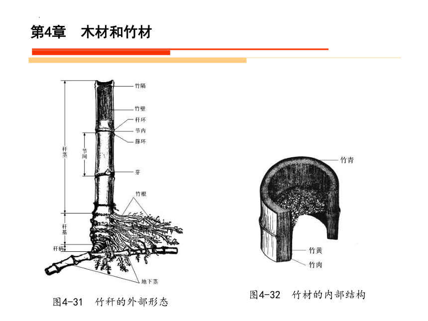 4.3竹材的基本知识 课件(共30张PPT)《造园材料》同步教学（水利电力出版社）