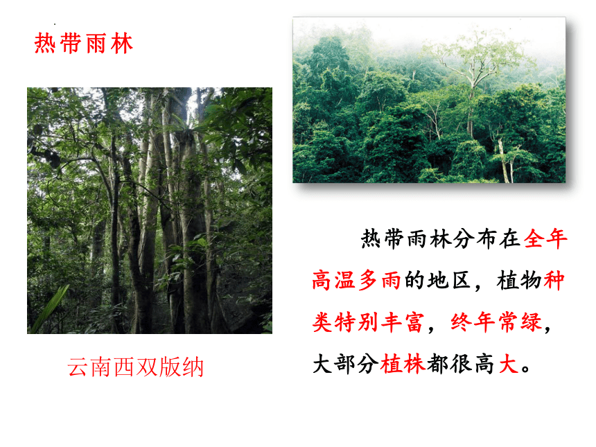 第六章  爱护植被 绿化祖国课件(共21张PPT)2022-2023学年人教版七年级生物上册