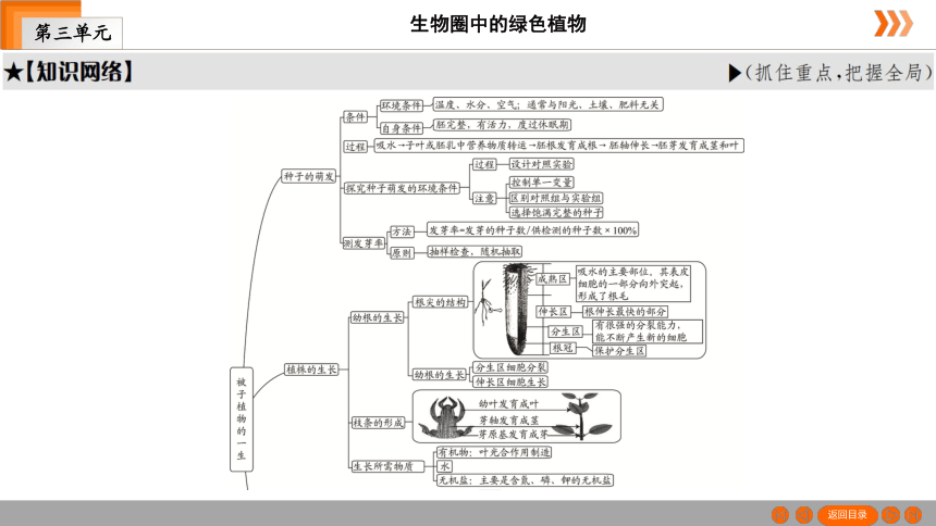 人教版生物七年级上册 第3单元　第2章被子植物的一生本章知识网络 课件（共26张PPT）