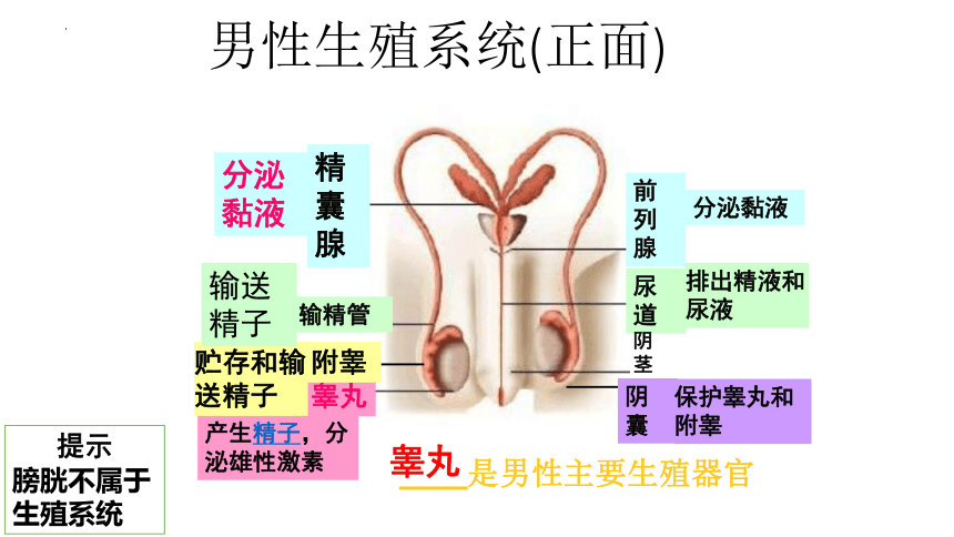 北师大版19.1 人的生殖和发育（第1课时）-2022-2023学年八年级生物上册同步优质教学课件(共41张PPT)