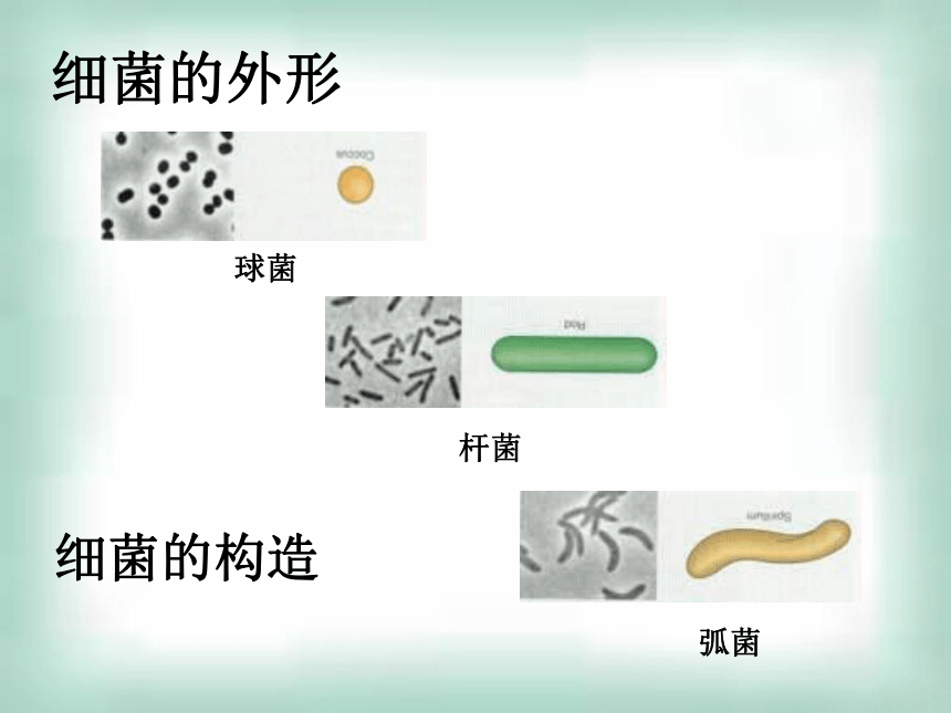浙科版选修1生物高中实验1+大肠杆菌的培养和分离(31张PPT)