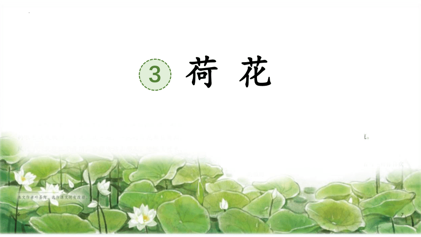 3《荷花》第二课时 课件(共25张PPT)