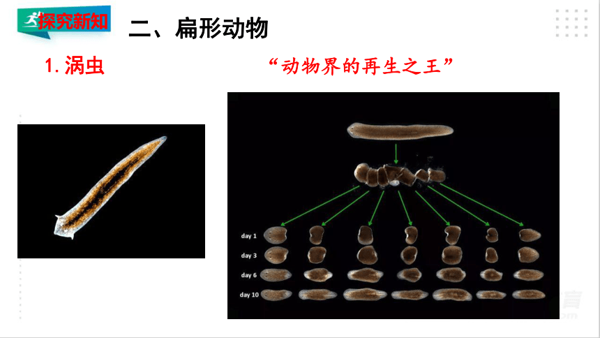 5.1.1 腔肠动物和扁形动物（第2课时)(课件）（共21张PPT）