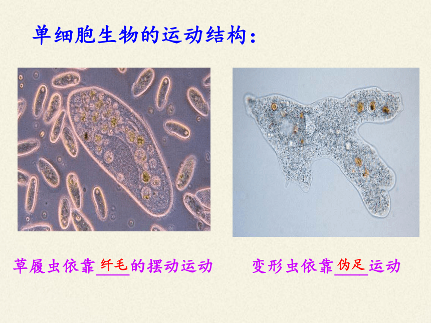 苏教版八年级生物上册 17.2  动物运动依赖于一定的结构 课件（共18张PPT）