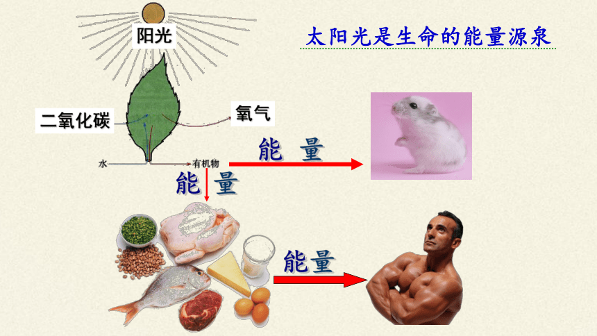 北师大版生物八年级下册 8.23.1 生物的生存依赖一定的环境 课件(共30张PPT)