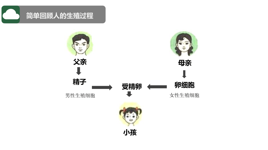 7.1.1人教版植物的生殖课件(共24张PPT)