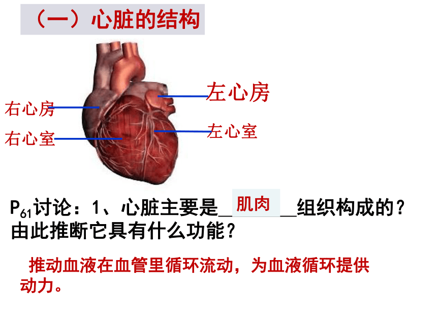 2020-2021学年人教版七年级生物下册4.4.3 输送血液的泵—心脏  课件（39张PPT）