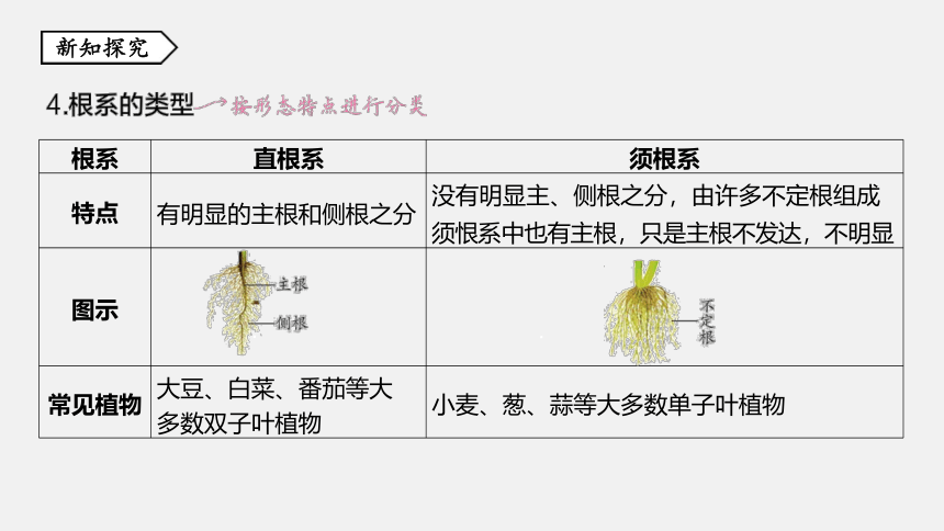 第3节 植物的根与物质吸收 同步练习（44张ppt）