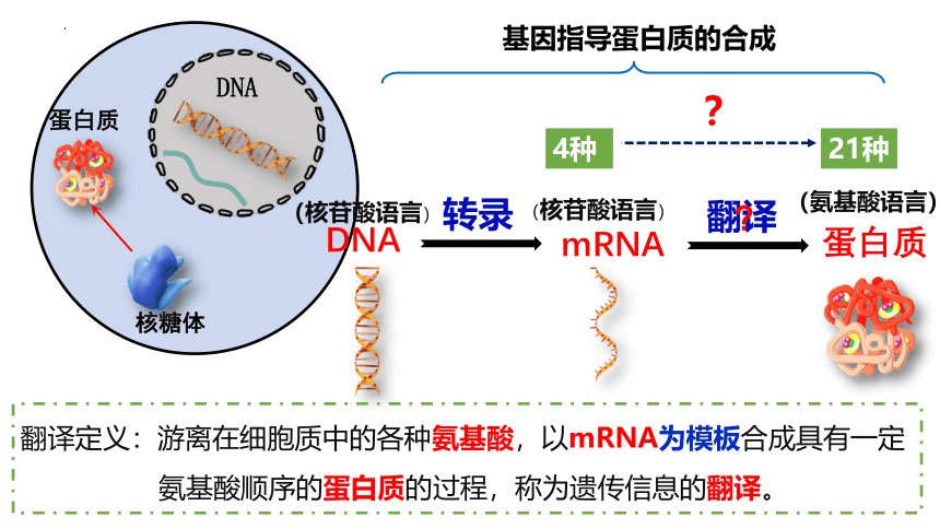 4.1 基因指导蛋白质的合成（第2课时）(共59张PPT)-课件2023-2024学年高一生物（人教版2019必修2）