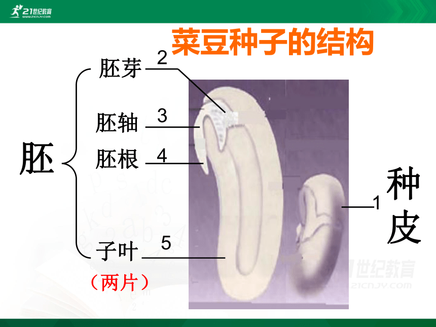 3.1.2 种子植物（共33张PPT）