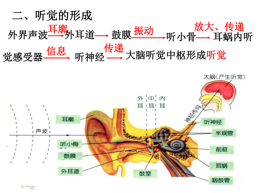 浙教版七下科学第二章 第3节-耳和听觉(第1课时)（课件 13张ppt）