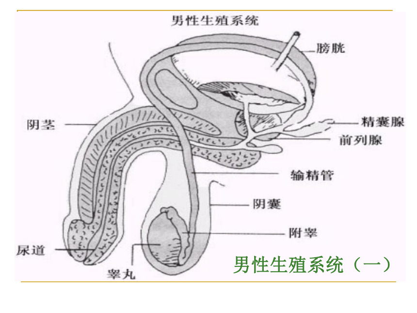 初中青春期性心理健康教育—男生篇课件（50张PPT）